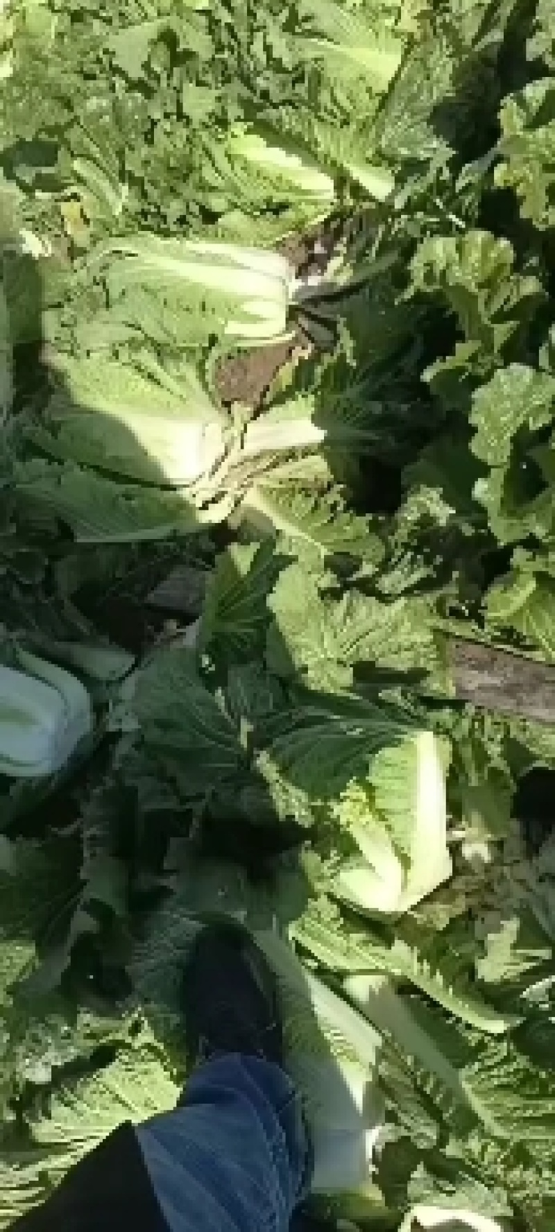 玉田大白菜，北京三号大量装货中！下高速寄到！