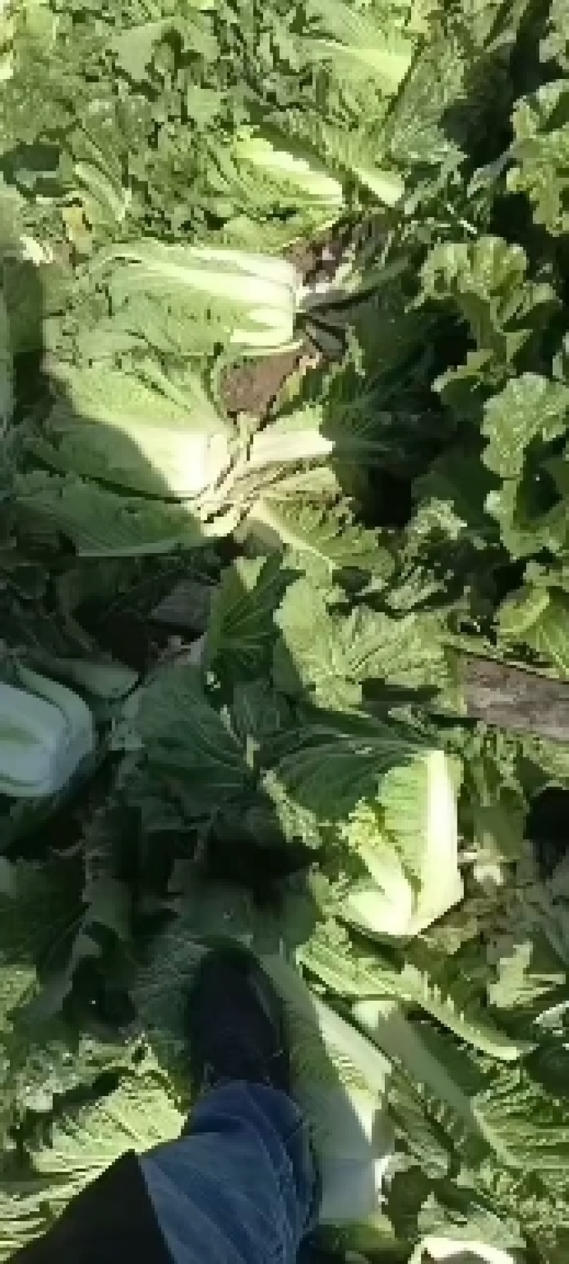 玉田大白菜，北京三号大量装货中！下高速寄到！