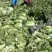 玉田大白菜，北京三号大量装货中！下高速寄到！