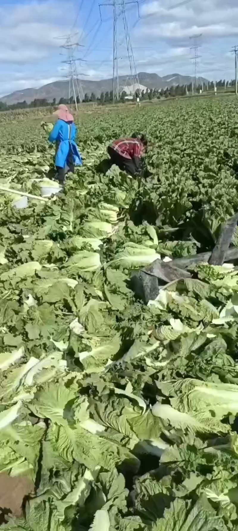 玉田大白菜，北京三号大量装货中！下高速寄到！