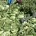 玉田大白菜，北京三号大量装货中！下高速寄到！