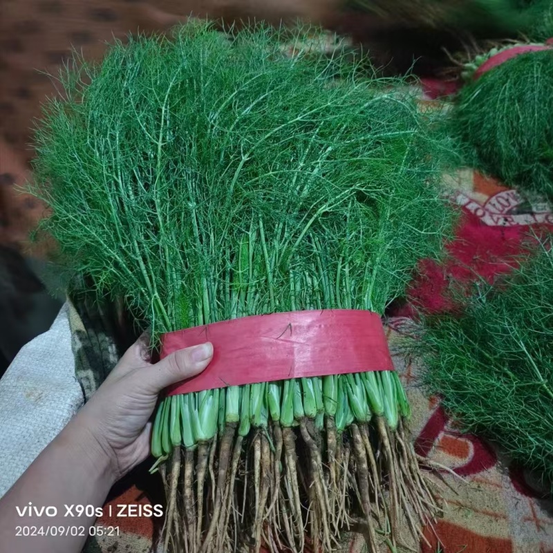 【推荐】河北茴香精品货源产地一手货源可视频看货