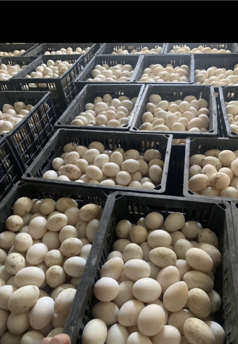 鲜鸭蛋，精品裂纹蛋，社区团购，微商电商一件代发，市场批发