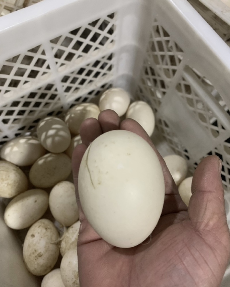 鲜鸭蛋，精品裂纹蛋，社区团购，微商电商一件代发，市场批发