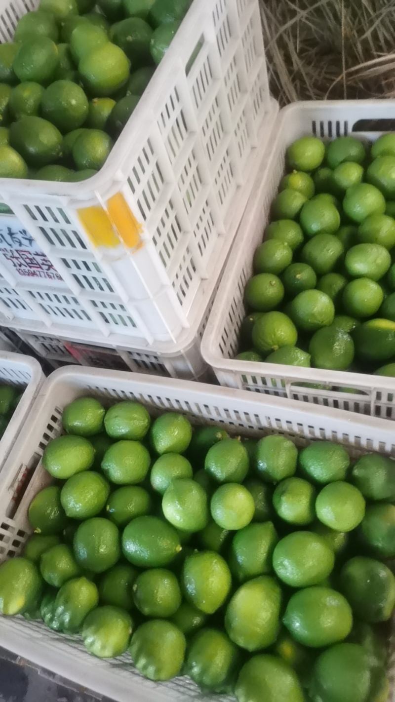 青柠檬，新鲜尤力克青柠檬现采摘