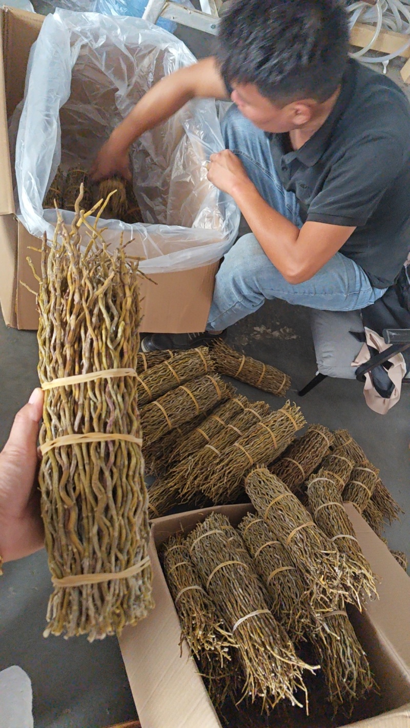 正宗铁皮石斛干条4年仿野生食用特级铁皮石斛花茶鲜条枫斗可