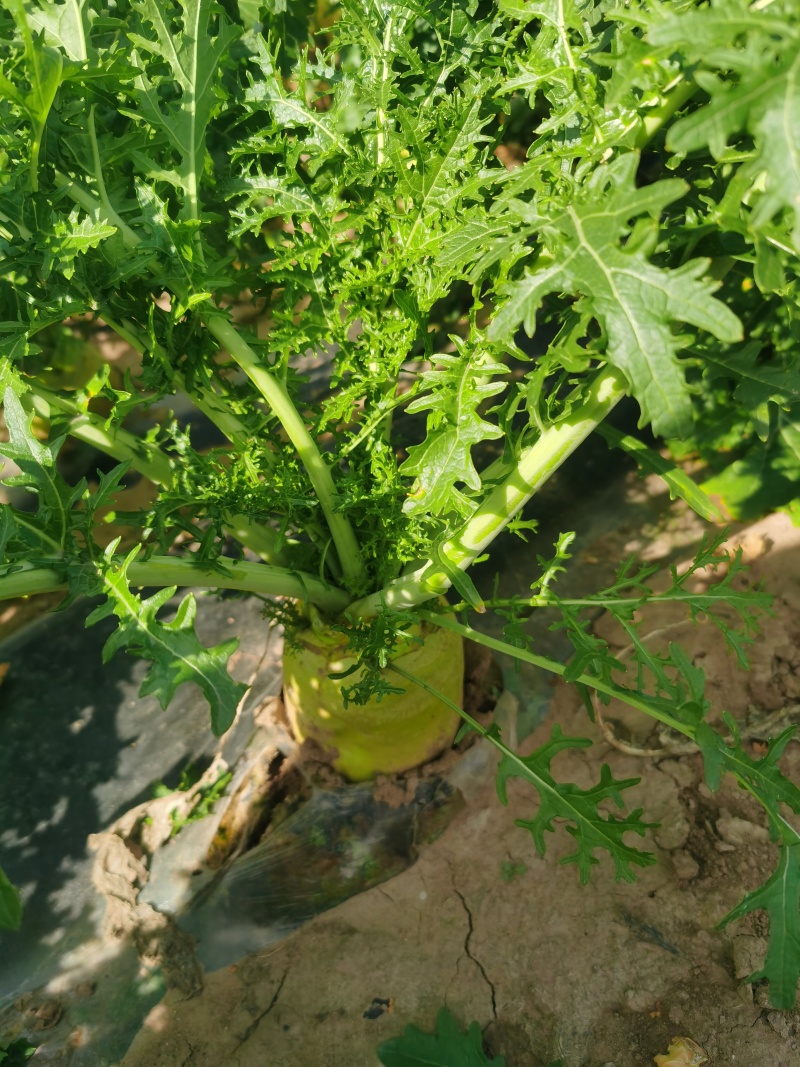 山西芥菜头/个头半斤/腌菜泡菜**/自家种植/价格协商