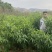 金秋红蜜桃树苗