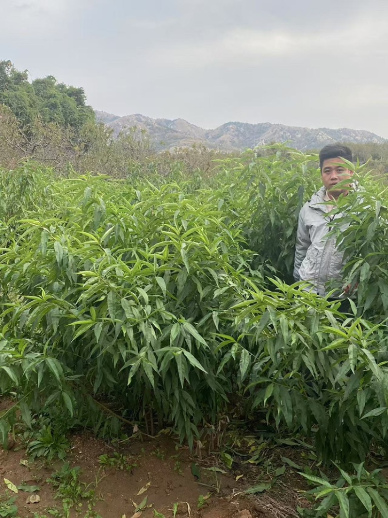 金秋红蜜桃树苗