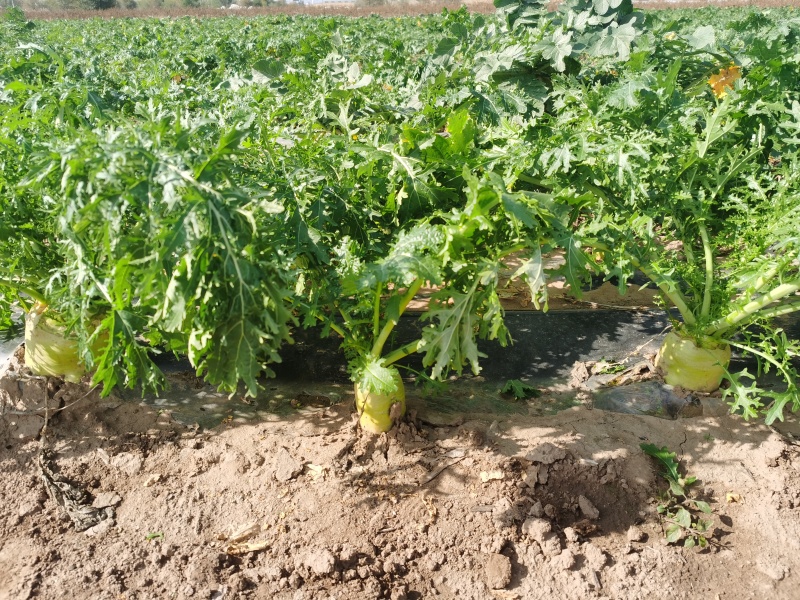 山西芥菜头/个头半斤/腌菜泡菜**/自家种植/价格协商
