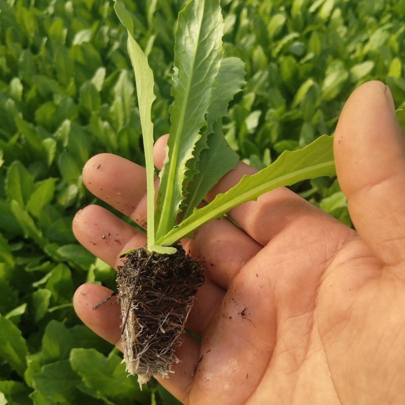 精品一米青贡菜苗，量大从优，还可详谈回收