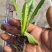 精品一米青贡菜苗，量大从优，还可详谈回收