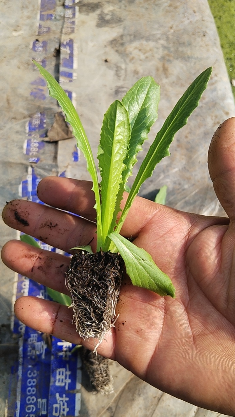 精品一米青贡菜苗，量大从优，还可详谈回收