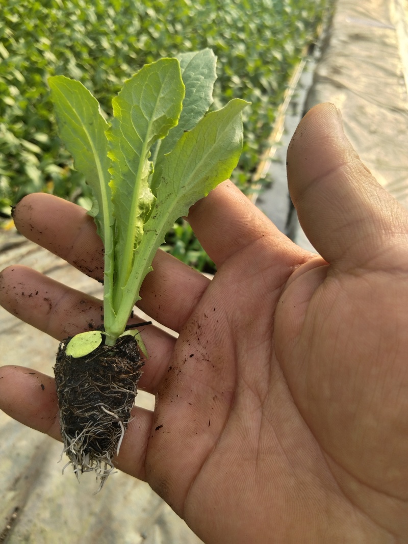精品一米青贡菜苗，量大从优，还可详谈回收
