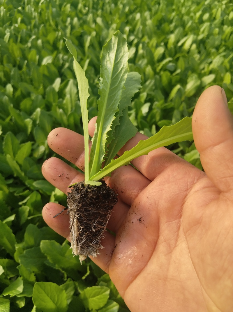 精品一米青贡菜苗，量大从优，还可详谈回收