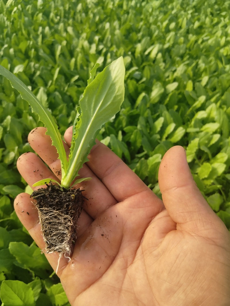 精品一米青贡菜苗，量大从优，还可详谈回收