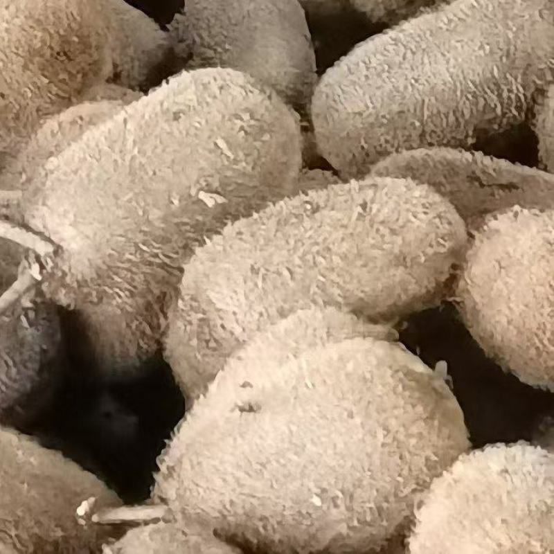 贵长猕猴桃大量有货货源充足质优价廉可视频看货欢迎老板咨询