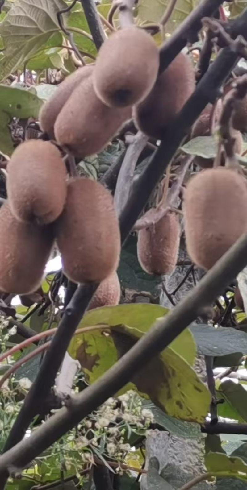 贵长猕猴桃大量有货货源充足质优价廉可视频看货欢迎老板咨询