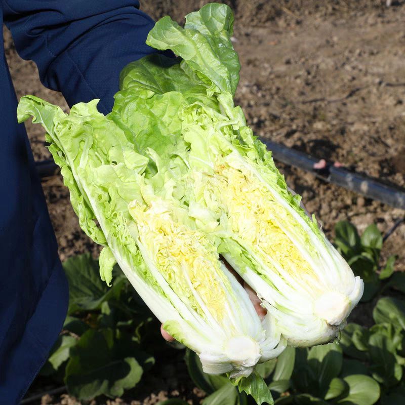 太和县毛白菜小白菜产地直发货源充足对接批发商商超