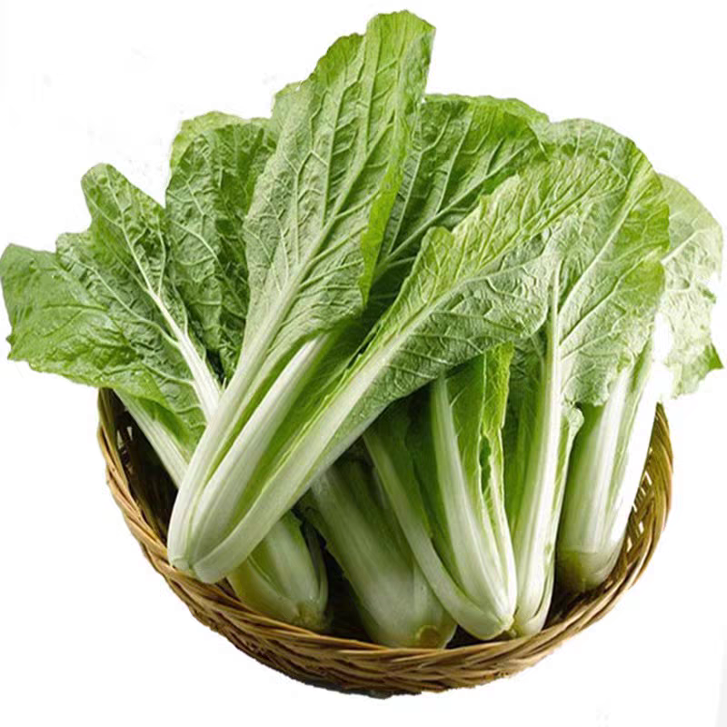 太和县毛白菜小白菜产地直发货源充足对接批发商商超