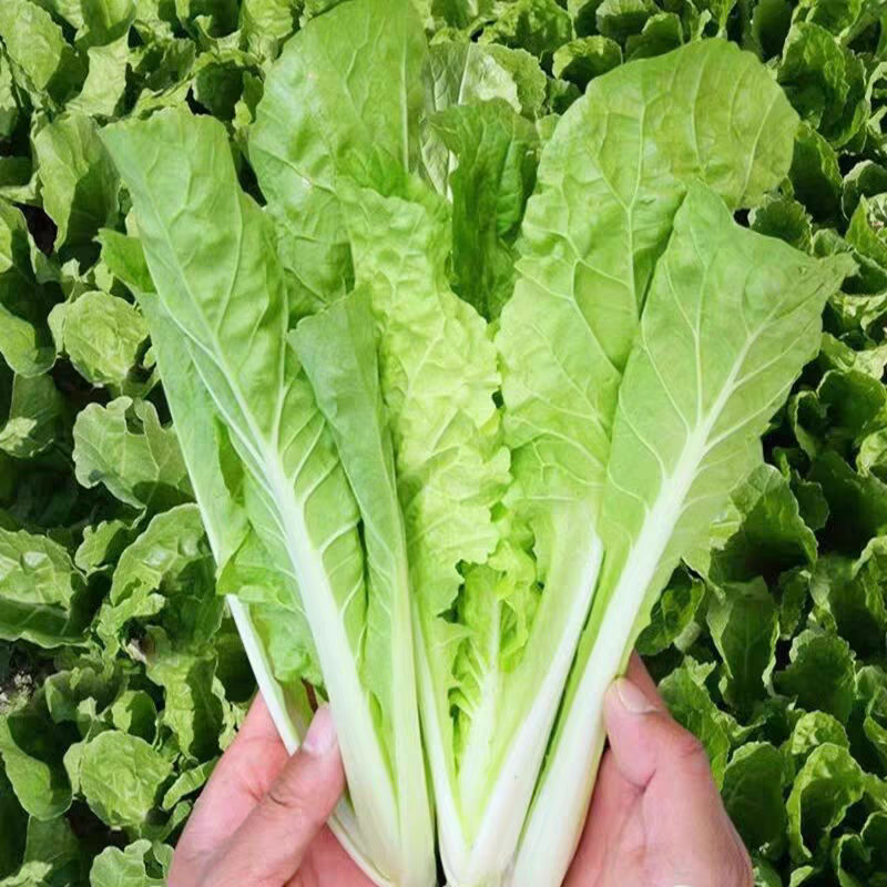 太和县毛白菜小白菜产地直发货源充足对接批发商商超