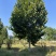 千亩精品法桐