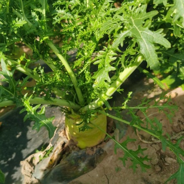 山西芥菜/手工精选/腌咸菜，泡菜/自家种植/价格协商