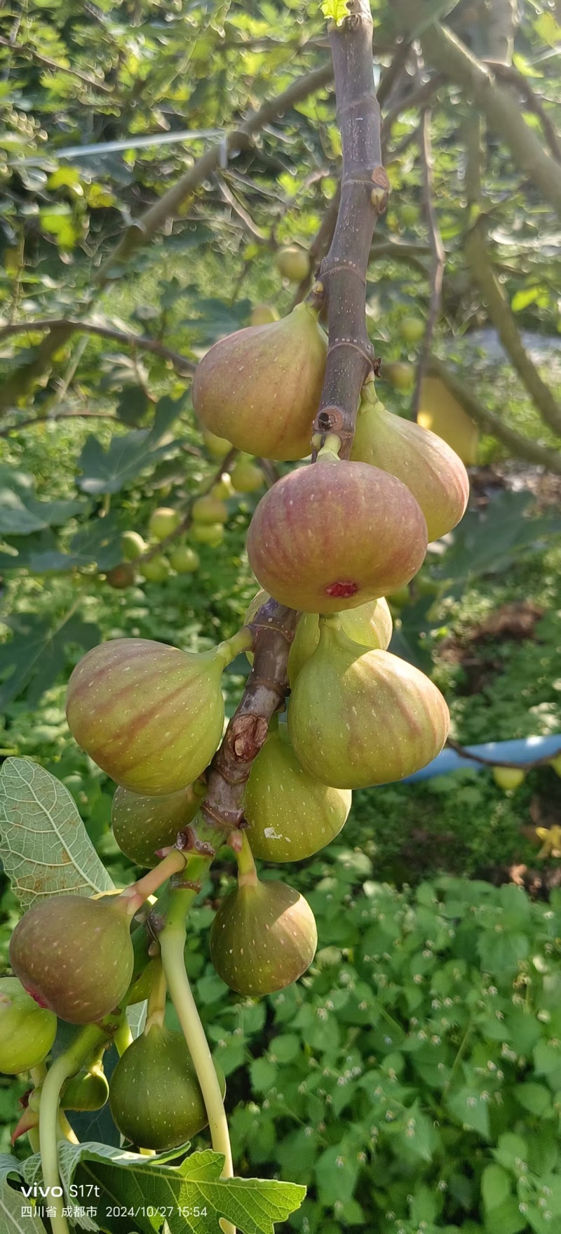 四川成都当季软糯香甜波姬红新鲜无花果。。