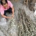 艾叶整棵干艾草叶坐月子洗澡泡脚包批发野生家用艾叶草散装
