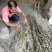 艾叶整棵干艾草叶坐月子洗澡泡脚包批发野生家用艾叶草散装
