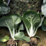 安徽乌塌菜黄心菜一手货源全国代发对接批发商社区团购