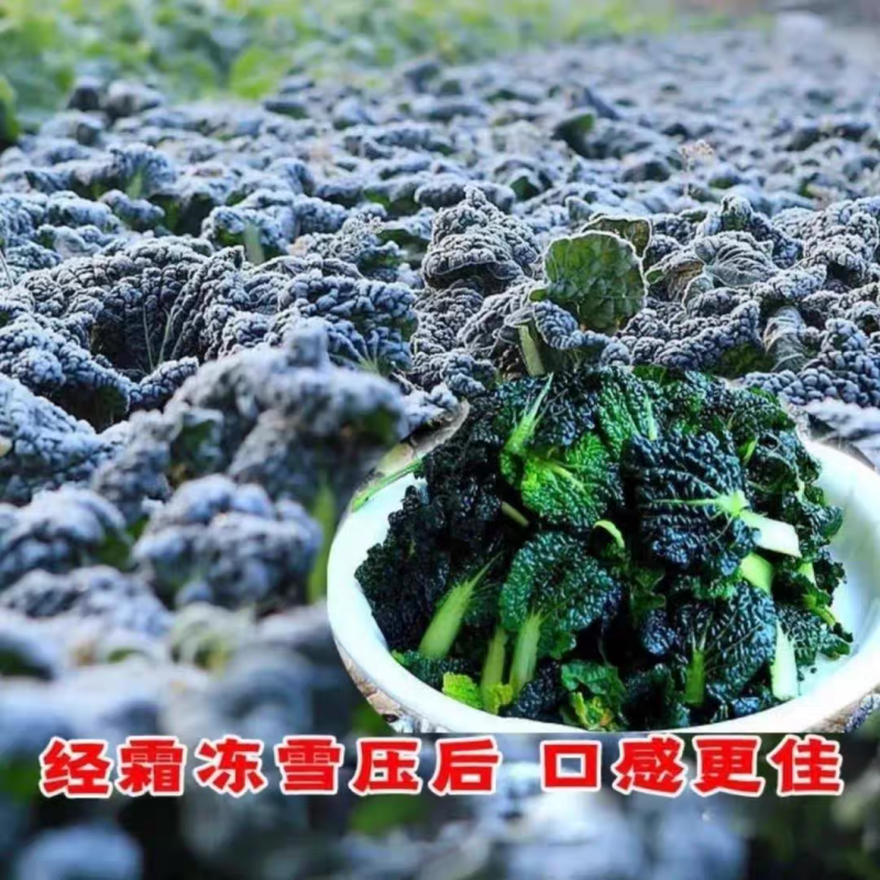安徽乌塌菜黄心菜一手货源全国代发对接批发商社区团购