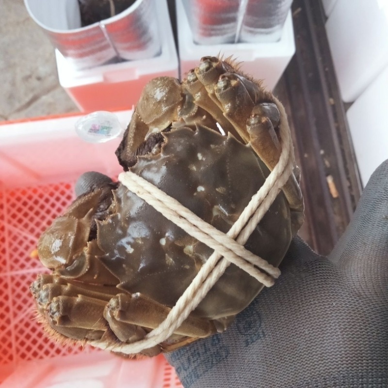 【大闸蟹】产地直发规格齐全大量大货
