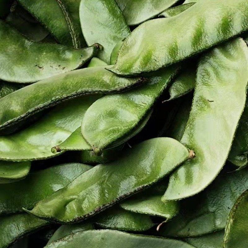 青梅豆口感好周口市沈丘县梅豆诚信经营欢迎采购