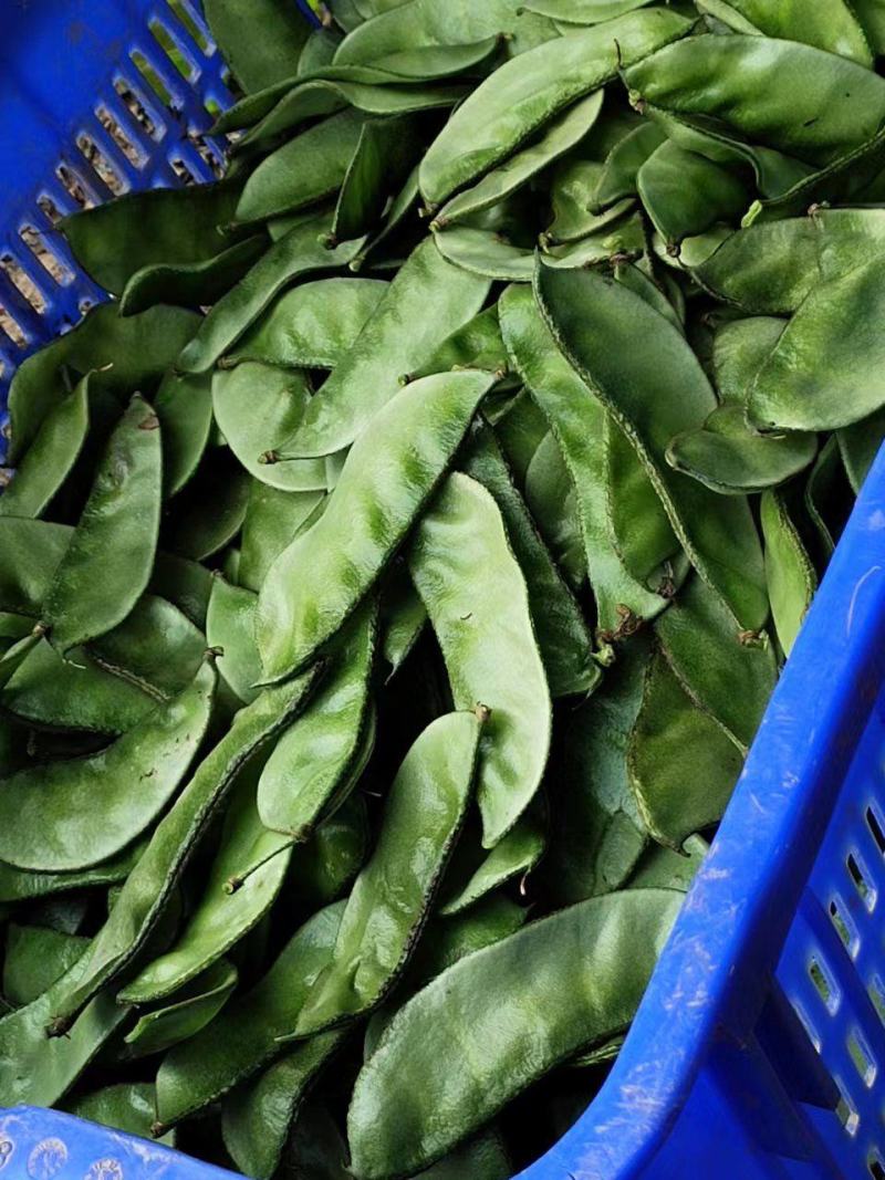 青梅豆口感好周口市沈丘县梅豆诚信经营欢迎采购