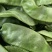 青梅豆口感好周口市沈丘县梅豆诚信经营欢迎采购