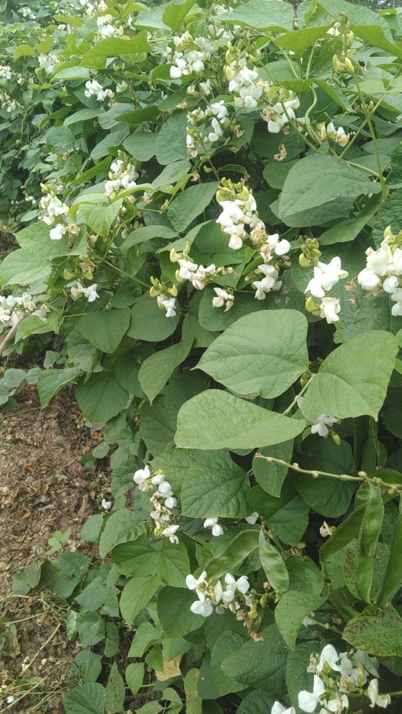 青梅豆口感好周口市沈丘县梅豆诚信经营欢迎采购