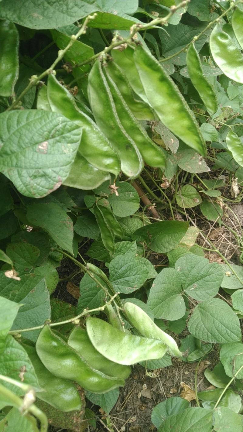 青梅豆口感好周口市沈丘县梅豆诚信经营欢迎采购