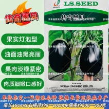龙盛传奇黑贝茄子种子早熟抗病油黑亮丽茄子种子肉淡绿灯泡茄