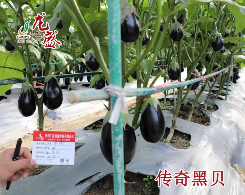 龙盛传奇黑贝茄子种子早熟抗病油黑亮丽茄子种子肉淡绿灯泡茄