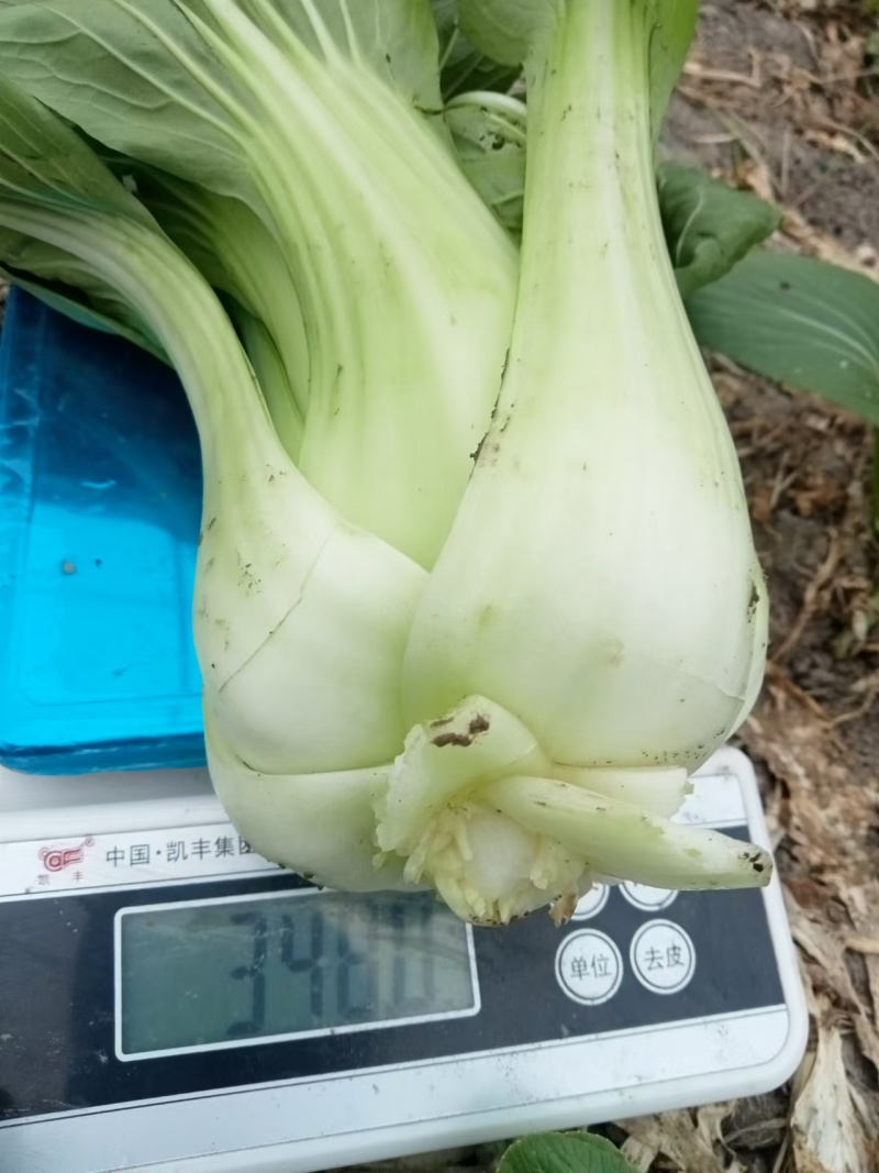 【热卖】江苏大棵上海青大量供应代发全国可视频看货欢迎