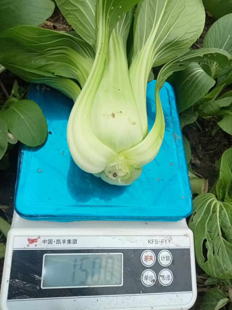 【热卖】江苏大棵上海青大量供应代发全国可视频看货欢迎