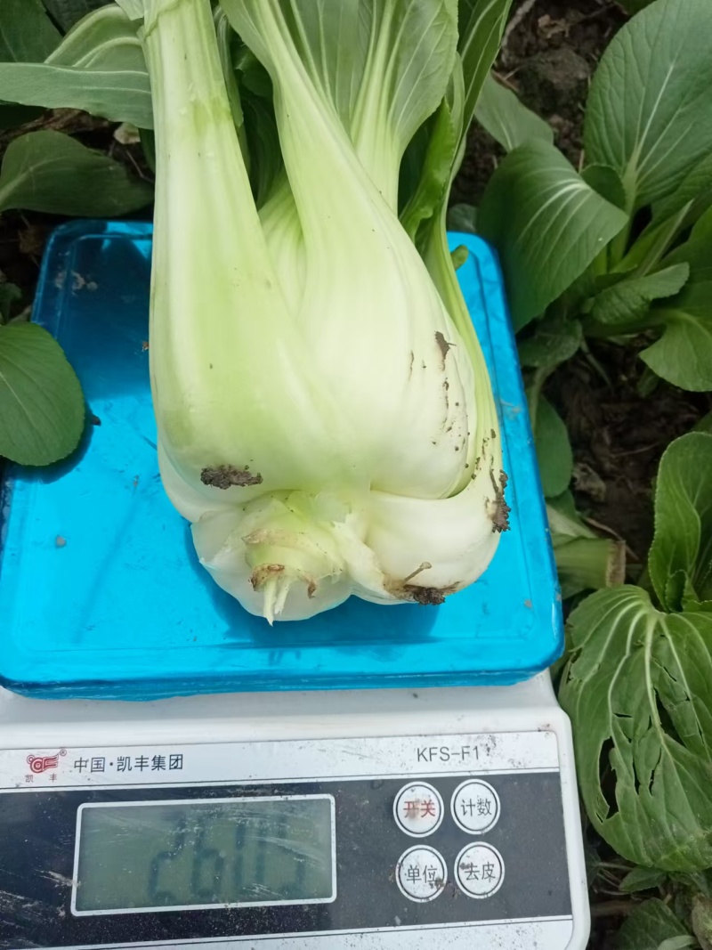 【热卖】江苏大棵上海青大量供应代发全国可视频看货欢迎