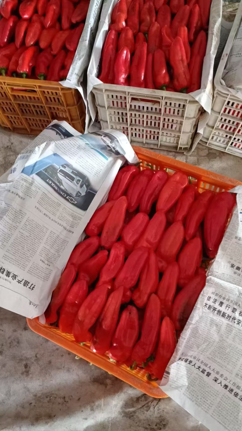 常年代发各大电商平台蔬菜辣椒