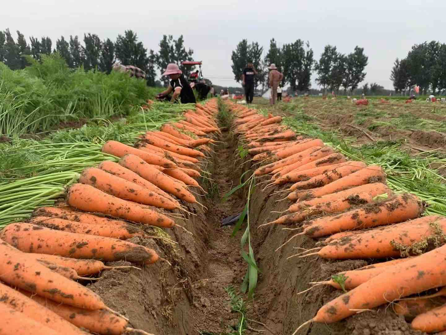 三红胡萝卜田间生长实景图