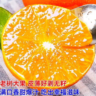 四川橙子爱媛38号果冻橙一件代发一件代发只做代发