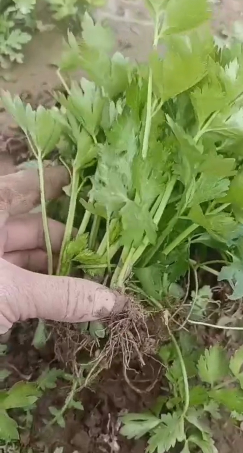 山东济南芹菜苗法国皇后优质芹菜苗品质保证成活率高