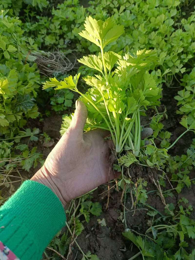山东济南芹菜苗法国皇后优质芹菜苗品质保证成活率高