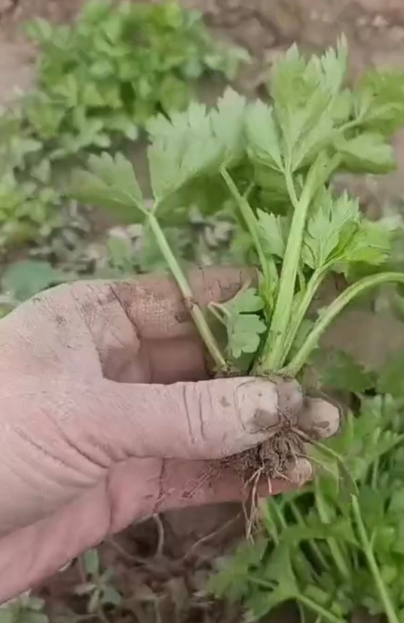 山东济南芹菜苗法国皇后优质芹菜苗品质保证成活率高