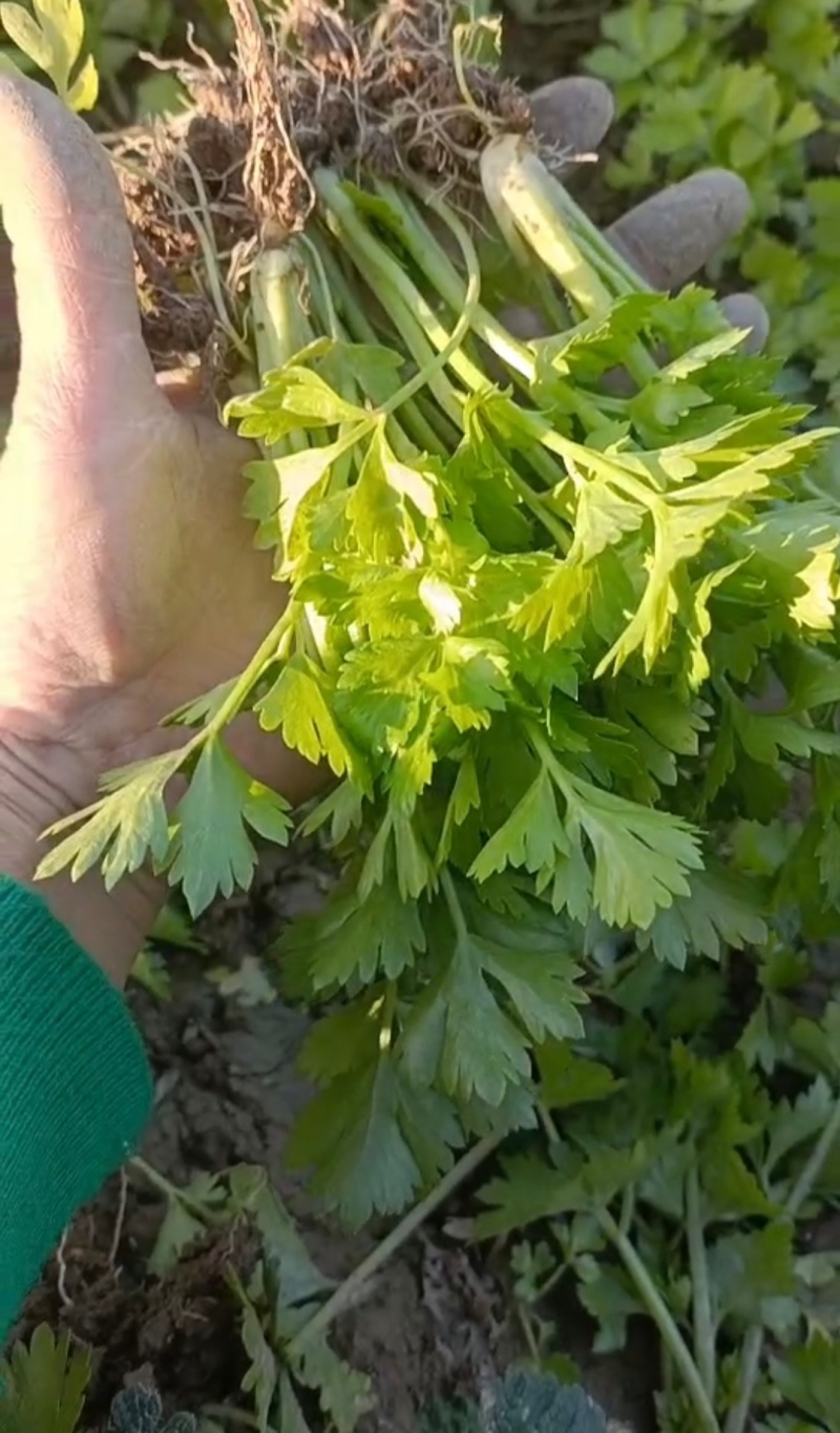 山东济南芹菜苗法国皇后优质芹菜苗品质保证成活率高